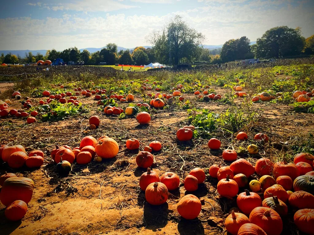 Pumpkins in the field at Rogate Pumpkin Patch on Slade Farm, photographed in October 2022